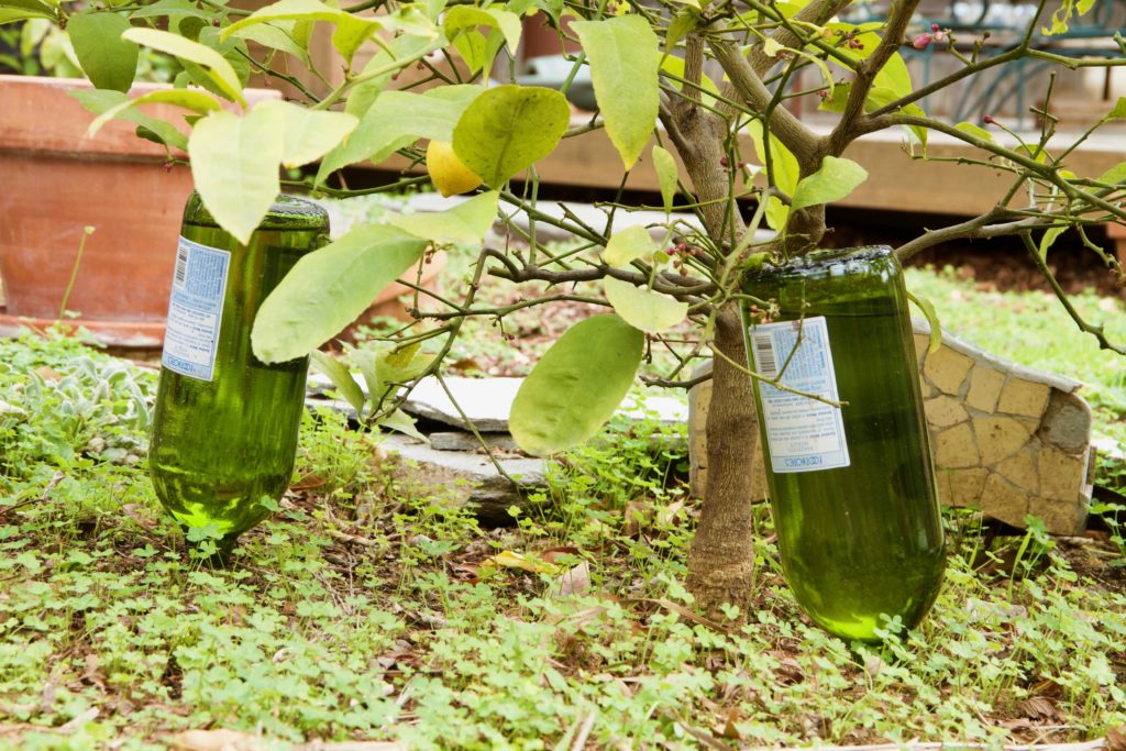 wine bottle irrigation water plants trees