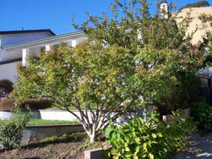 tree exposed to sun damage