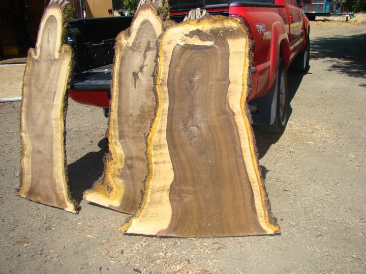 intersection of tree heartwood