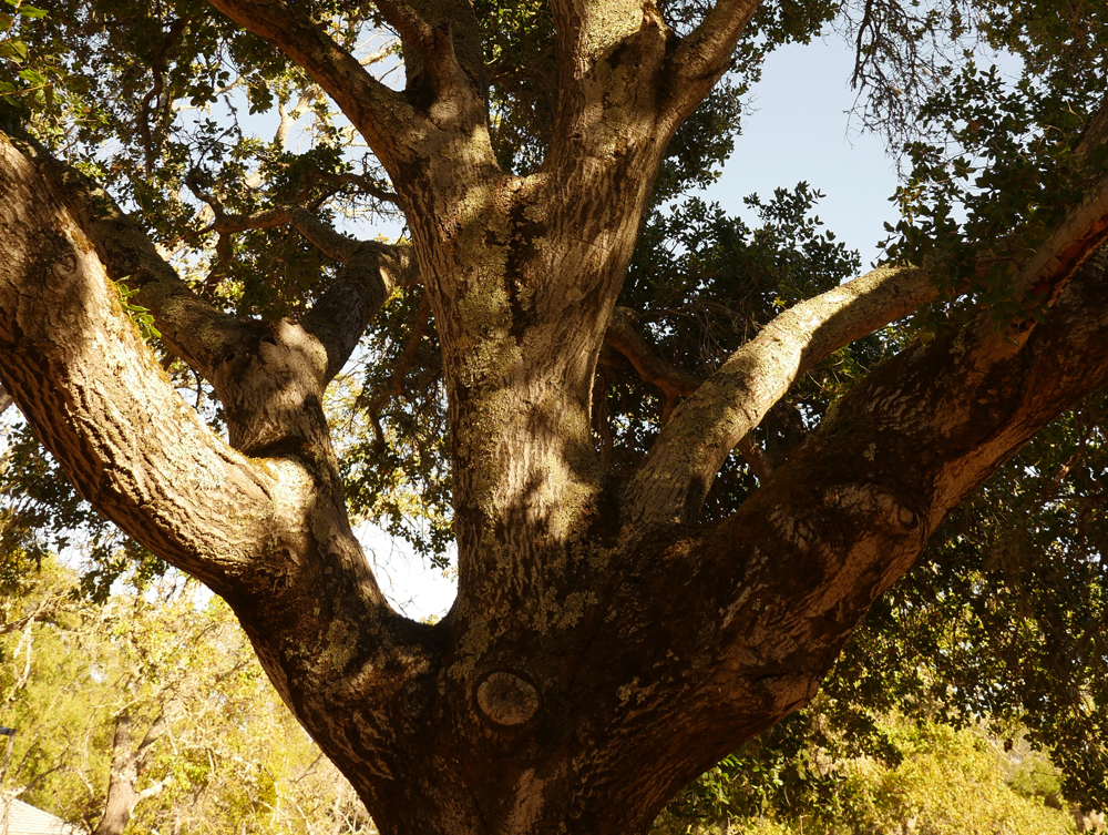 oak tree in field