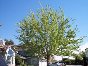 Napa-Valley-earthquake-August-24-2014-tree-maintenance